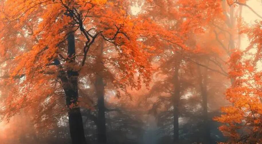 图片编辑器软件大全