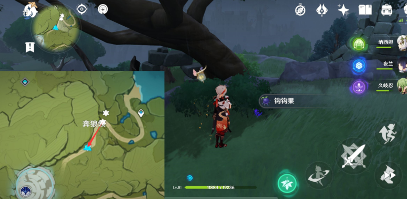 钩钩果采集点