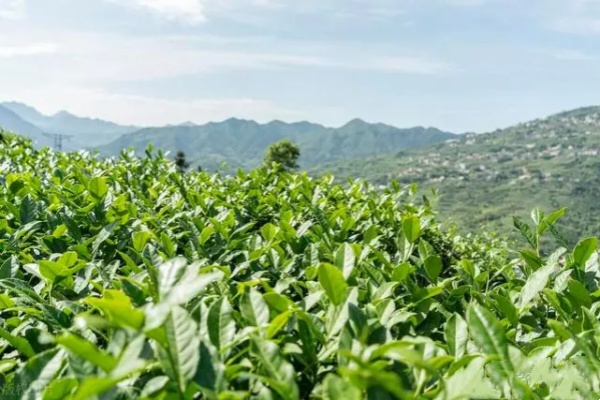 蚂蚁庄园：我国四大名茶之一的铁观音原产于哪里